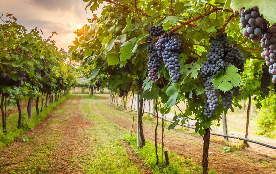 Politique de qualité dans les vignes ensoleillées de SOFRALAB - Innovation et produits oenologiques